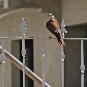 American Kestrel (Falco sparverius) adult female, perched on railings in urban area, Linstead, Jamaica, march