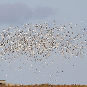 Black-headed Gull (Larus ridibundus) flock, winter plumage, in flight over coastal marshland with hides, Cley Marshes Reserve, Cley-next-the-sea, Norfolk, England, january