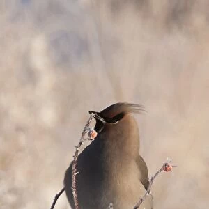 Bohemian Waxwing (Bombycilla garrulus) adult, feeding on frost covered berries in snow, Yukon Territory, Canada, winter