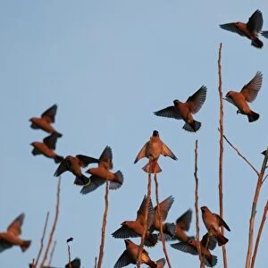 Bohemian Waxwing (Bombycilla garrulus) flock, in flight, landing in tree, in late evening sunlight, Kent, England, december