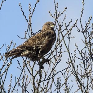 Common Buzzard on Willow tree in early spring