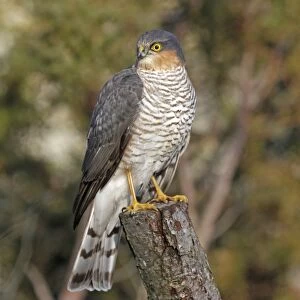 Eurasian Sparrowhawk (Accipiter nisus) adult male, perched on stump, Abernethy Forest, Strathspey, Cairngorms N. P