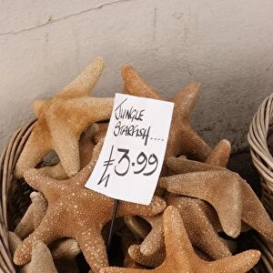 Jungle Starfish, dried starfish sold as marine curios, in basket outside seaside shop, Cornwall, England, october