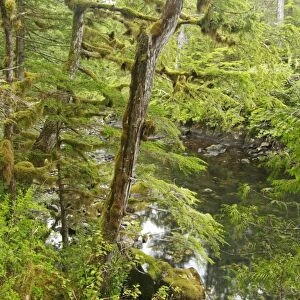 Moss covered trees in temperate coastal rainforest habitat, Coast Mountains, Great Bear Rainforest, British Columbia