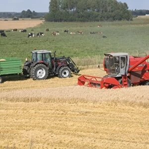Oat (Avena sativa) crop, Massey Ferguson combine harvester harvesting field beside tractor and trailer