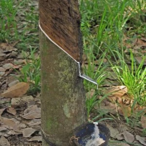 Rubber tree trunk with bowl collecting latex, near Way Kambas N. P. Lampung Province, Sumatra, Greater Sunda Islands