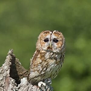 Tawny Owl (Strix aluco) adult, perched on hollow tree stump, July (captive)