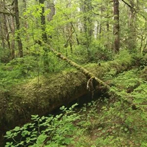 Western Red Cedar (Thuja plicata) trunk and logs in temperate coastal rainforest habitat, Coast Mountains