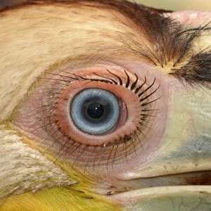 Wreathed Hornbill (Rhyticeros undulatus) juvenile, close-up of eye, rescued bird, Bali, Lesser Sunda Islands
