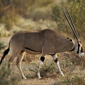 Beisa Oryx, Samburu National Game Reserve, Kenya; Africa
