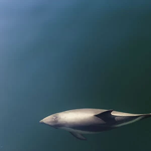 Chile, Patagonia, Lake District. Peales Dolphin (Lagenorhynchus australis)