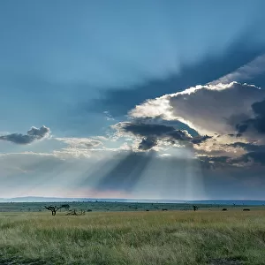 Masai Mara National Reserve in Kenya. Masai Mara National Reserve, Kenya
