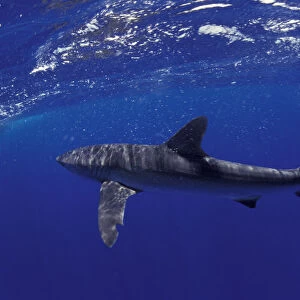 NA, Mexico, Socorro Islands Silky shark (Carcarhinus falciformis)