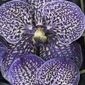 Purple speckled orchids