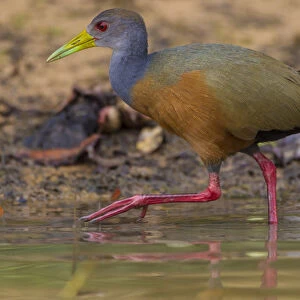 South America. Brazil. Grey-necked wood rail (Aramides cajaneus) is a bird commonly