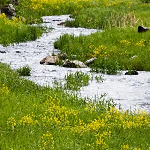 Stream and wildflowers in Custer State Park, South Dakota