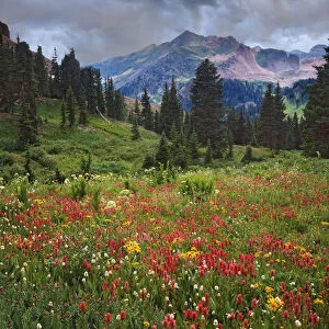 USA, Colorado, LaPlata Mountains. Wildflowers in mountain meadow