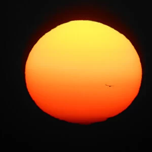 USA, Florida, Ft. Myers. Silhouette of bird flying in front of sun globe. Credit as