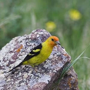 Western Tanager, Piranga ludoviciana, adult male with prey, Rocky Mountain National Park