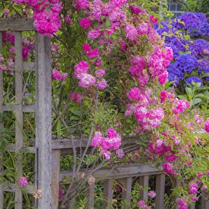 Wooden fence and arbor with climbing pink rose