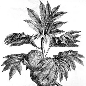 COOK: BREADFRUIT, 1773. The Tahitian Breadfruit. Line engraving, 1773, from Captain James Cooks Account of a Voyage Round the World in the Years 1768-71