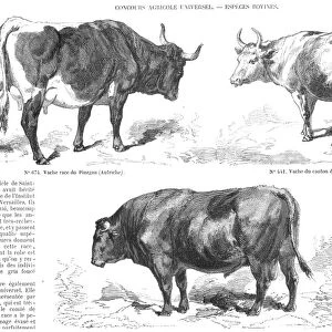 LIVESTOCK: CATTLE, 1856. Pinzgau cow (Austria). Cow from the canton of Vaud (Switzerland). Dux bull (Tyrol). Wood engravings, French, 1856