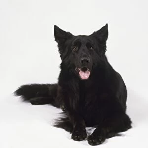 Black long hair German Shepherd dog, lying down and panting