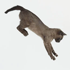 A cat falling with legs outstretched, ready to land