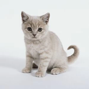 European Shorthair pale brown kitten sitting