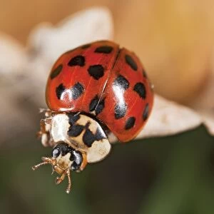 Ladybird, close-up