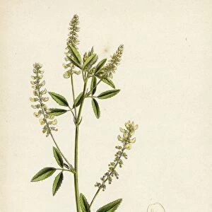 Melilotus alba, White Melilot