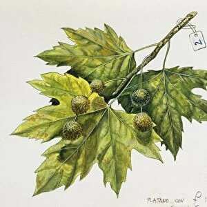 Platanaceae, Leaves and fruits of Planes Platanus, illustration