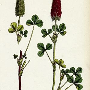 Trifolium eu-incarnatum, Crimson Clover