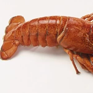 Uncooked lobster, high angle side view