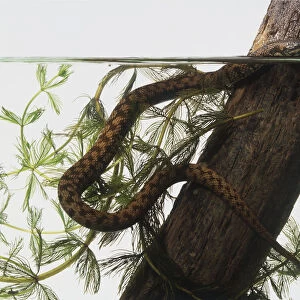 Viperine watersnake (Natrix maura) near a tree trunk, head above water