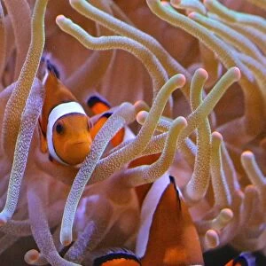 Clown Fish in their anemone