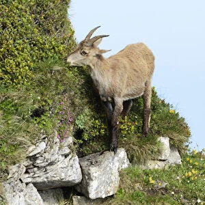 Alpine Ibex -Capra ibex- in steep terrain, Bernese Oberland, Canton of Bern, Switzerland