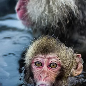 Baby Snow Monkey Sticking Out Tongue