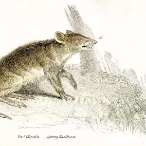 Bandicoot rat engraving 1803