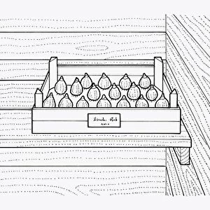 Black and white illustration of storing bulbs in tray inside shed, labelled with date and type of bu