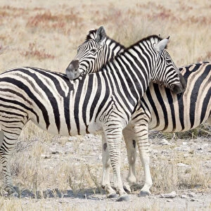 Two Burchells zebra -Equus quagga-, Etosha National Park, Namibia
