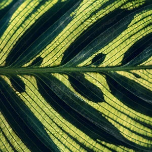 Calathea makoyana Leaves pattern background with dark green color