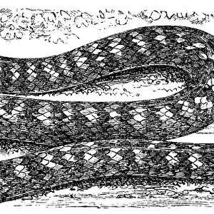 Coral Cylinder Snake (tortrix scytale)
