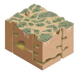 Digital illustration of Black-tailed Prairie Dog burrow system and nest under semi-arid ground