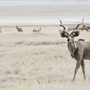 Greater Kudu -Tragelaphus strepsiceros- roaming pastureland, Etosha National Park, Namibia