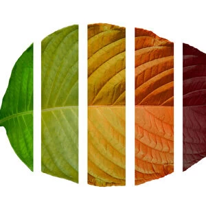 The leaves are cut into slices and gradually changing color from green to red