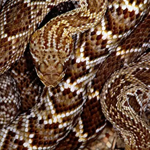Mexican west coast rattlesnake(Crotalus sp. )