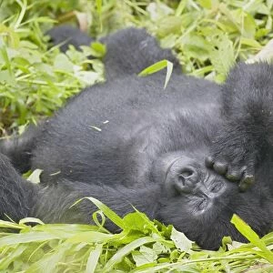 Mountain Gorilla (Gorilla gorilla beringei) lying on back in grass