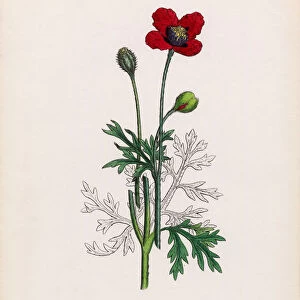 Prickly Headed Poppy, Papaver hybridum, Victorian Botanical Illustration, 1863