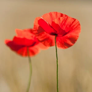 Two red poppies in a wheat field in summer